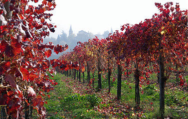 Image showing Vine yard