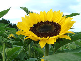 Image showing Sunflower