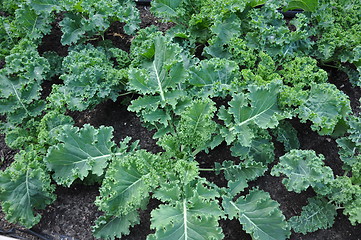 Image showing Edible Plants