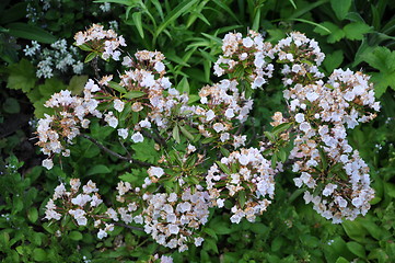 Image showing Flowers