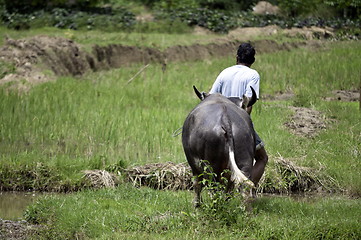 Image showing Farmer with buffalo in rice field