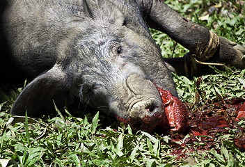 Image showing Toraja animal sacrifice