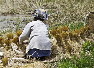 Image showing Woman working on collecting rice