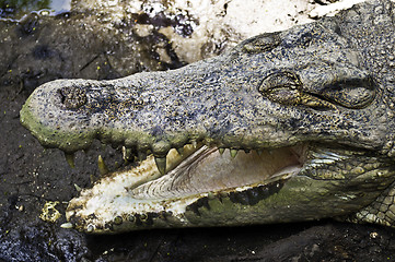 Image showing Open jaws crocodile
