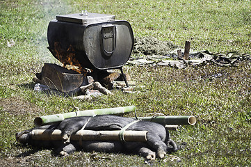 Image showing Traditional Toraja animal sacrifice