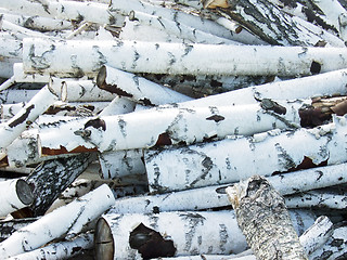 Image showing birch logs