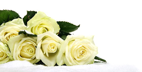 Image showing  Yellow  roses in the snow on a white background.