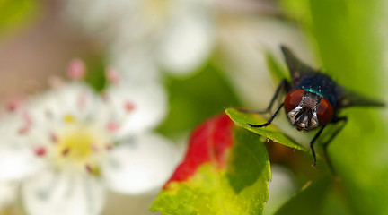 Image showing Fly on apple