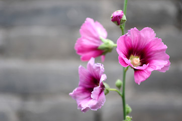 Image showing Hollyhock flowers