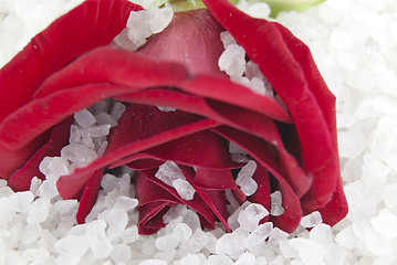 Image showing Rose on salt