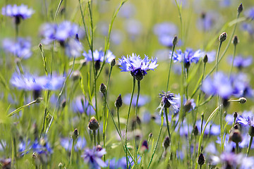 Image showing cornflowers