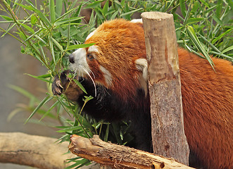 Image showing Red Panda