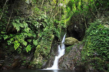 Image showing Hidden rain forest waterfall with lush foliage and mossy rocks 