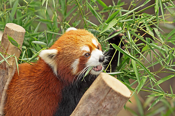 Image showing Red Panda