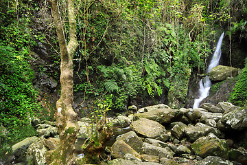 Image showing Hidden rain forest waterfall with lush foliage and mossy rocks 