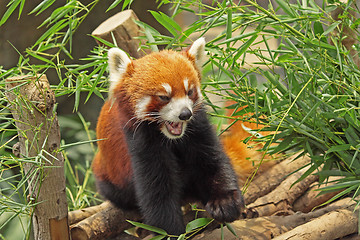 Image showing Red Panda