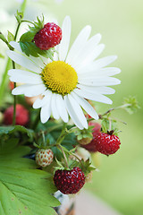 Image showing  camomile and wild strawberry