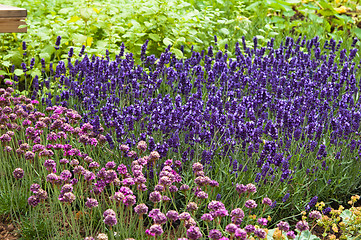 Image showing Flowers in park