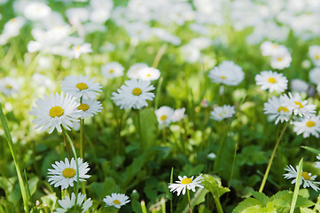 Image showing Flowers in park