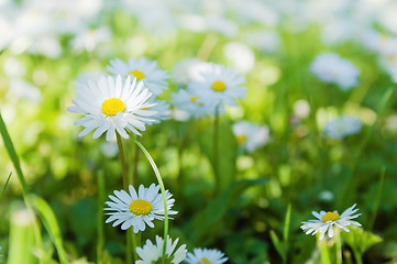 Image showing Flowers in park