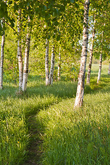 Image showing birch forest