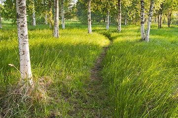 Image showing birch forest