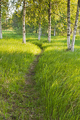 Image showing birch forest