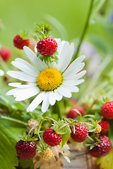 Image showing  camomile and wild strawberry