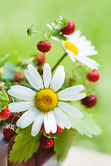 Image showing  camomile and wild strawberry