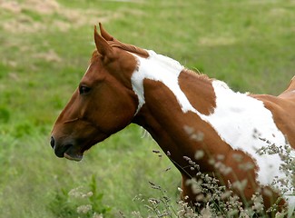 Image showing Palomino-wild hors