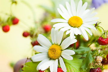 Image showing  camomile and wild strawberry