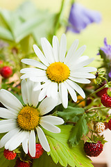 Image showing  camomile and wild strawberry