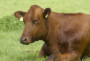 Image showing cow