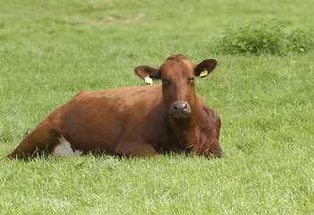 Image showing Cow