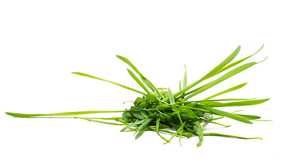 Image showing Bunch Of A Grass 8