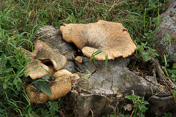 Image showing mushrooms