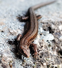 Image showing Lizard