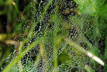 Image showing Spider's web