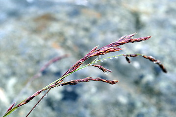 Image showing Leaning straw