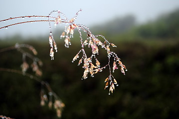 Image showing Dewdrops