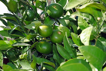 Image showing Green citrus