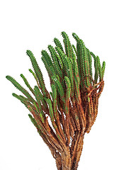 Image showing Cactus