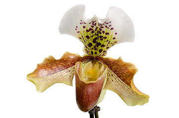 Image showing Close up of orchid (Paphiopedilum Maudiae) 