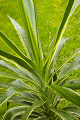 Image showing Yucca Plant