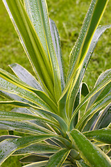 Image showing Yucca Plant