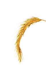 Image showing Foto of isolated wheat on white background