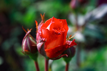 Image showing Foto of red rose in parents garden