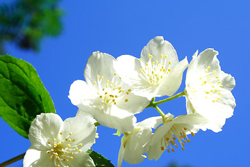 Image showing Foto of white jasmine in parents garden