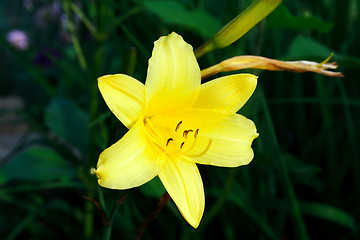 Image showing Foto of yellow daffodil in parents garden