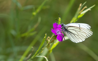 Image showing white, striped butterfly 